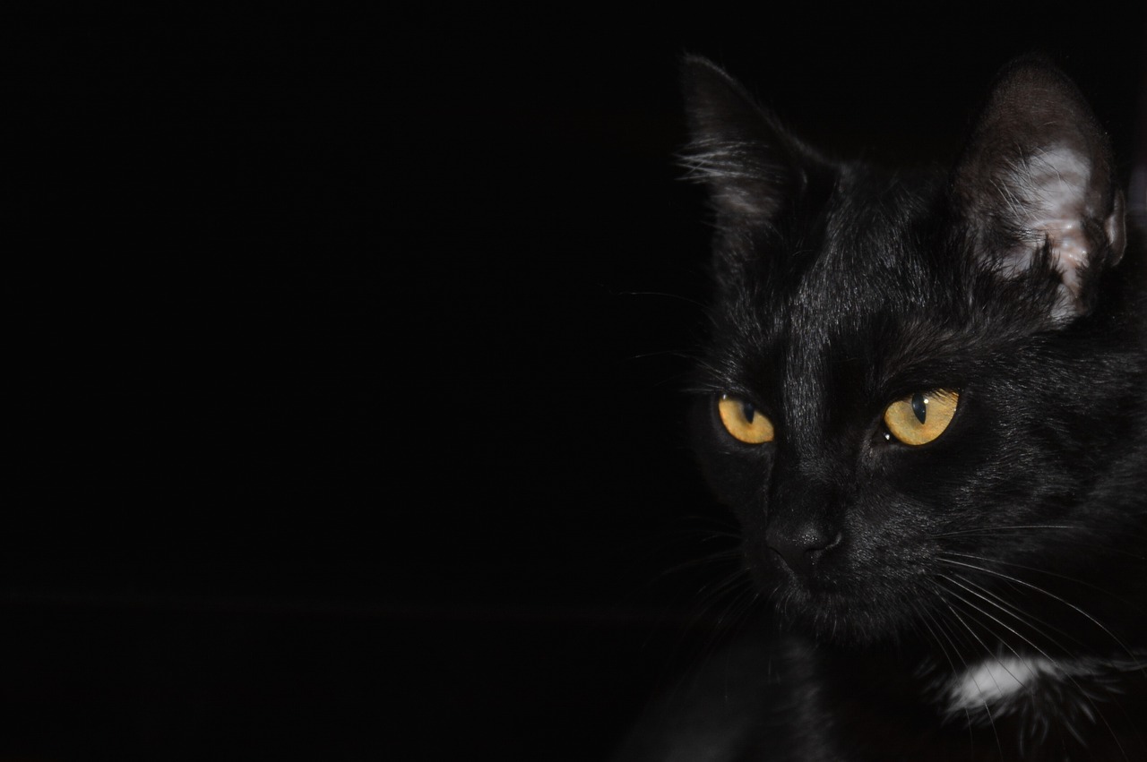 mèo đen